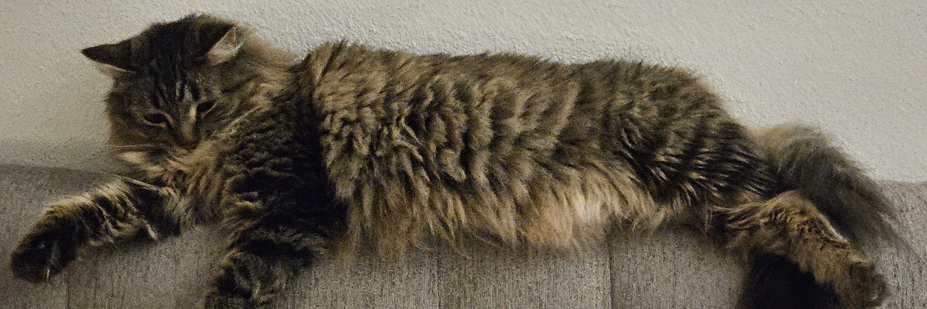 Katzcribe
