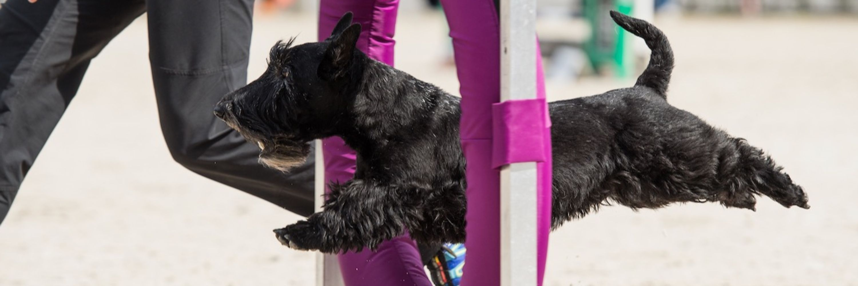 Scottish Terrier Hitchcock's Family and Legacy