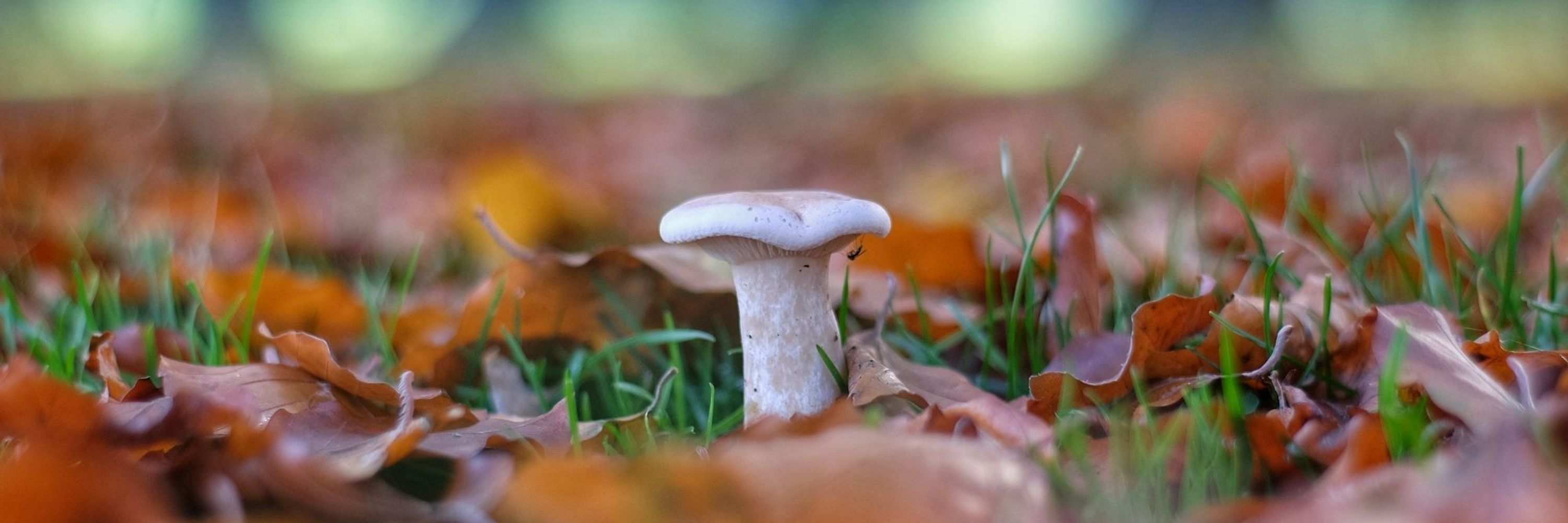 Mycological Society of America