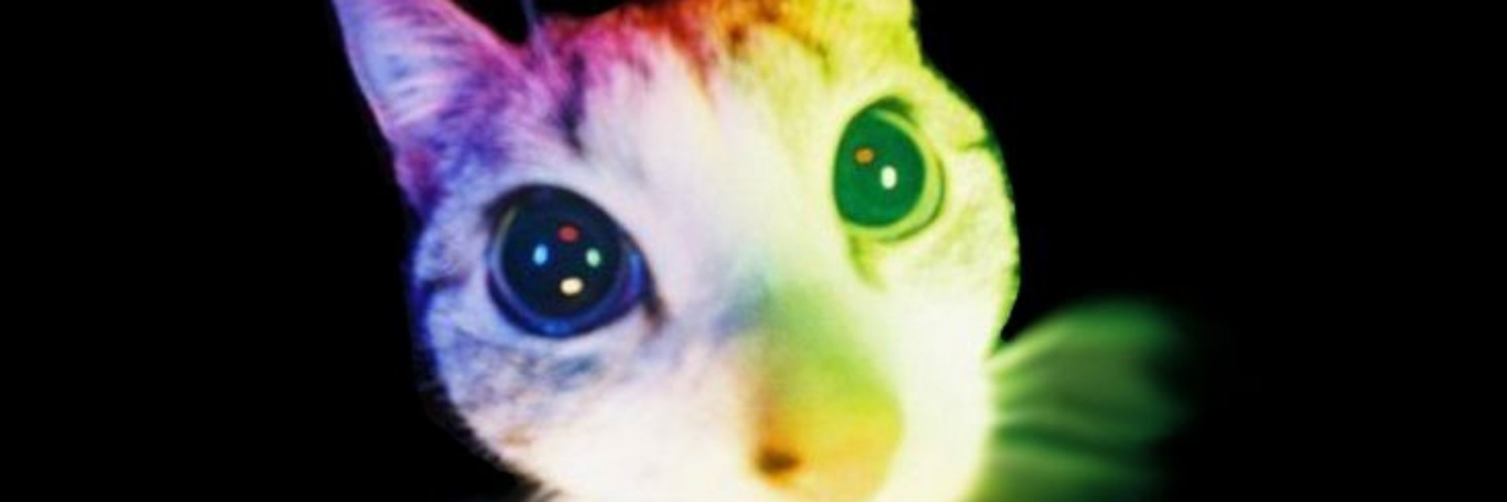 Spot