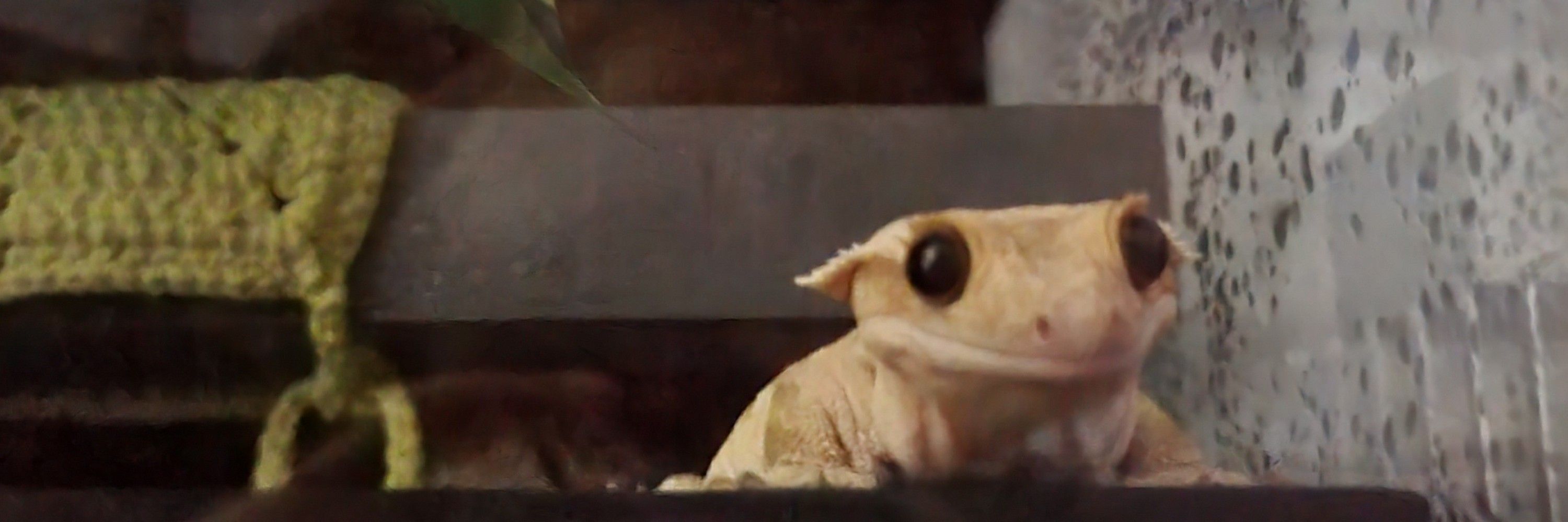 🍀릭스🦎