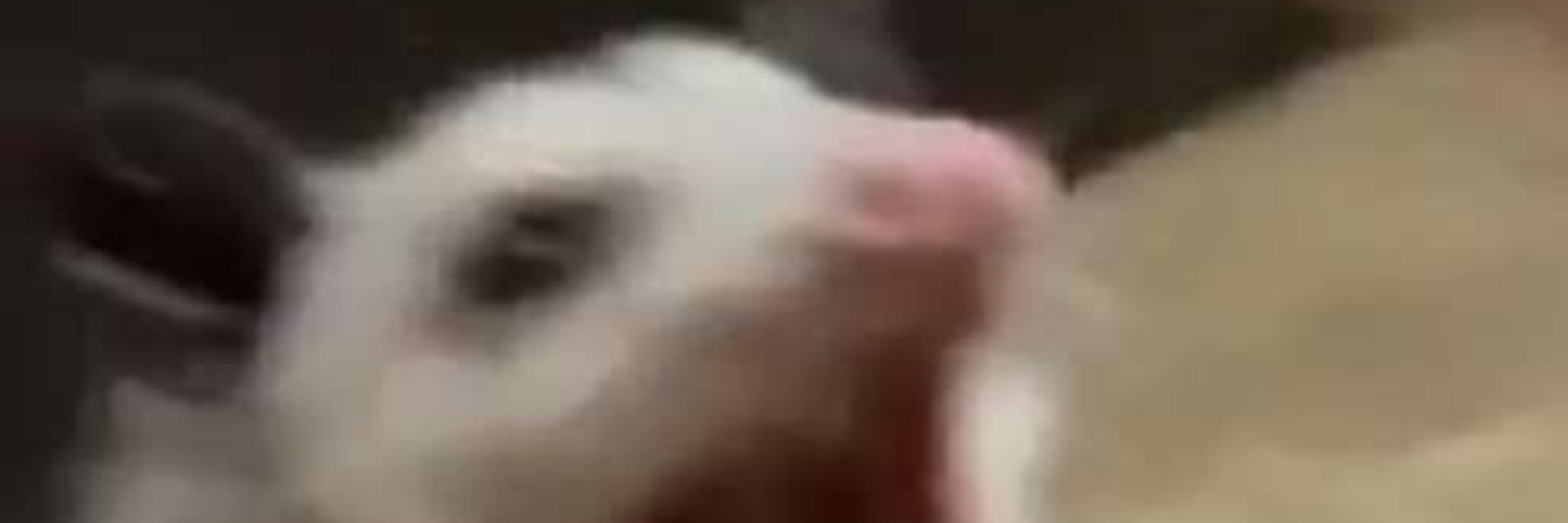 Porkchop