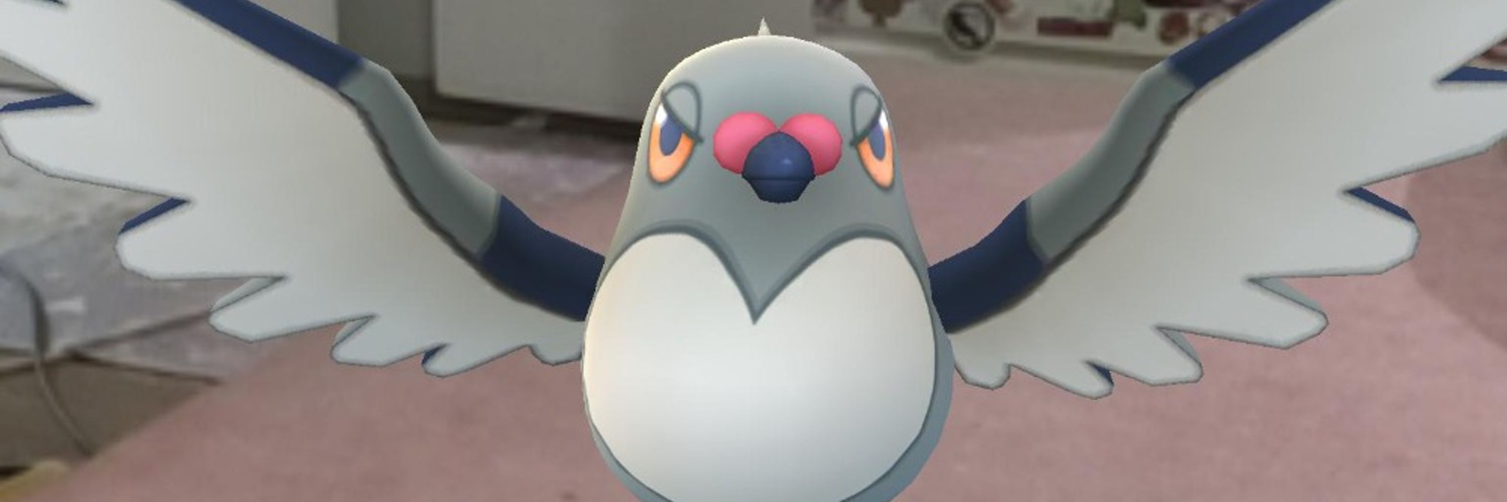an pigeon