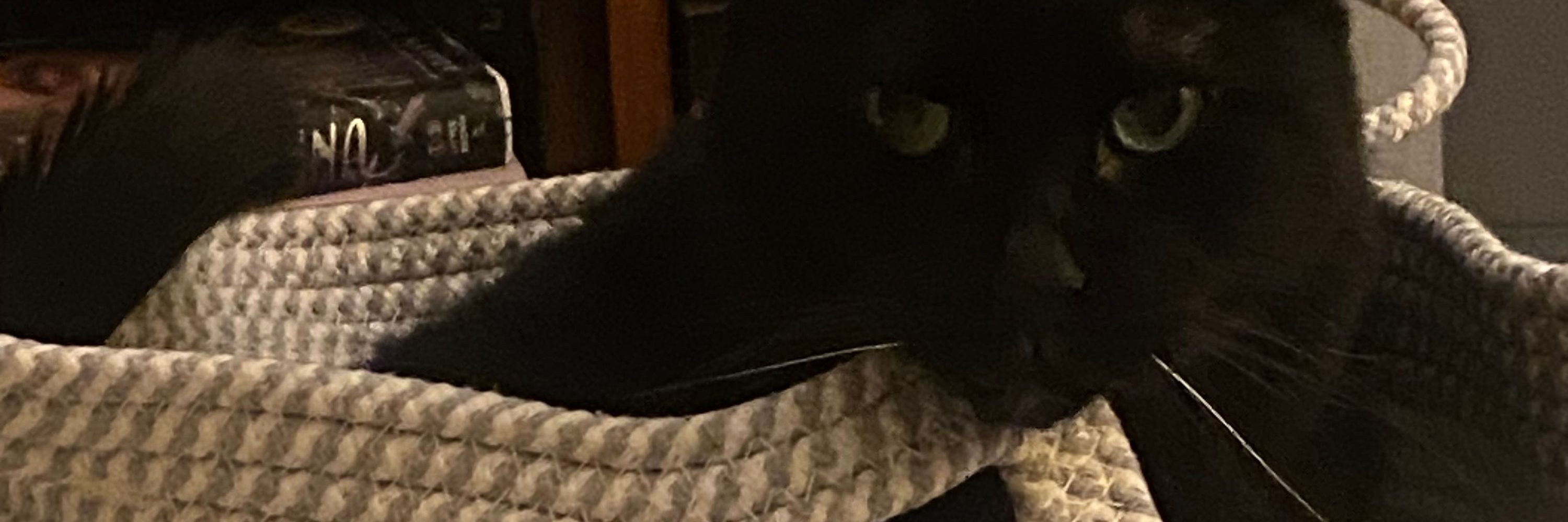 Abby