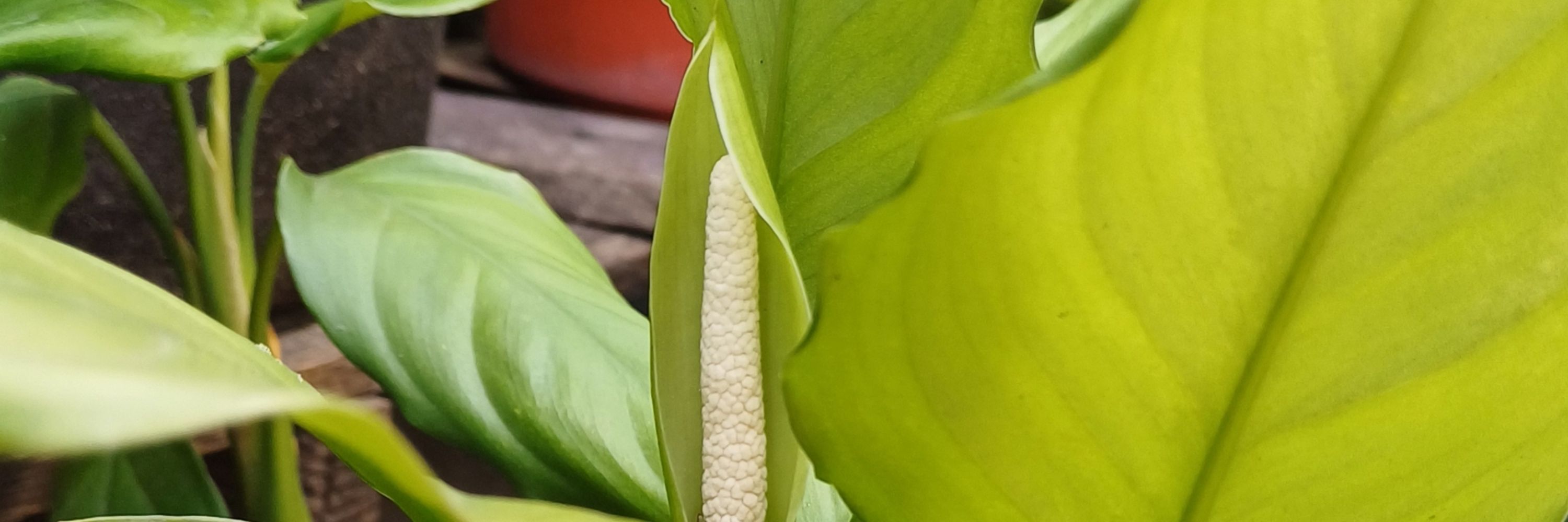 Sil
