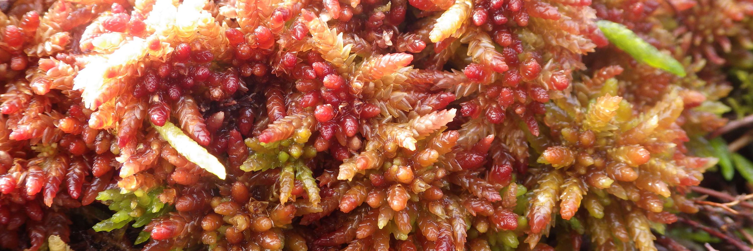 Yorkshire Peat Partnership