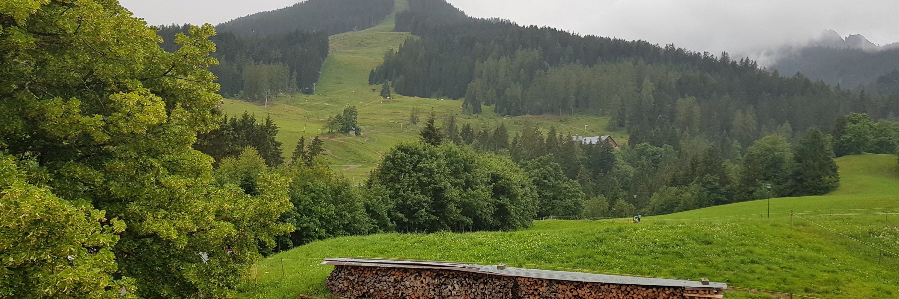 Tom Braunbär 🐻