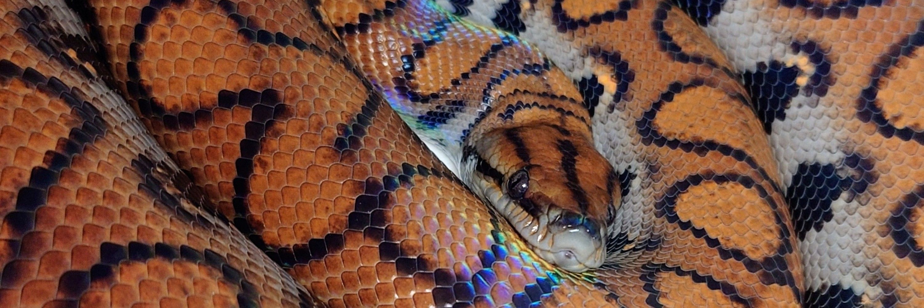 taka_snakes