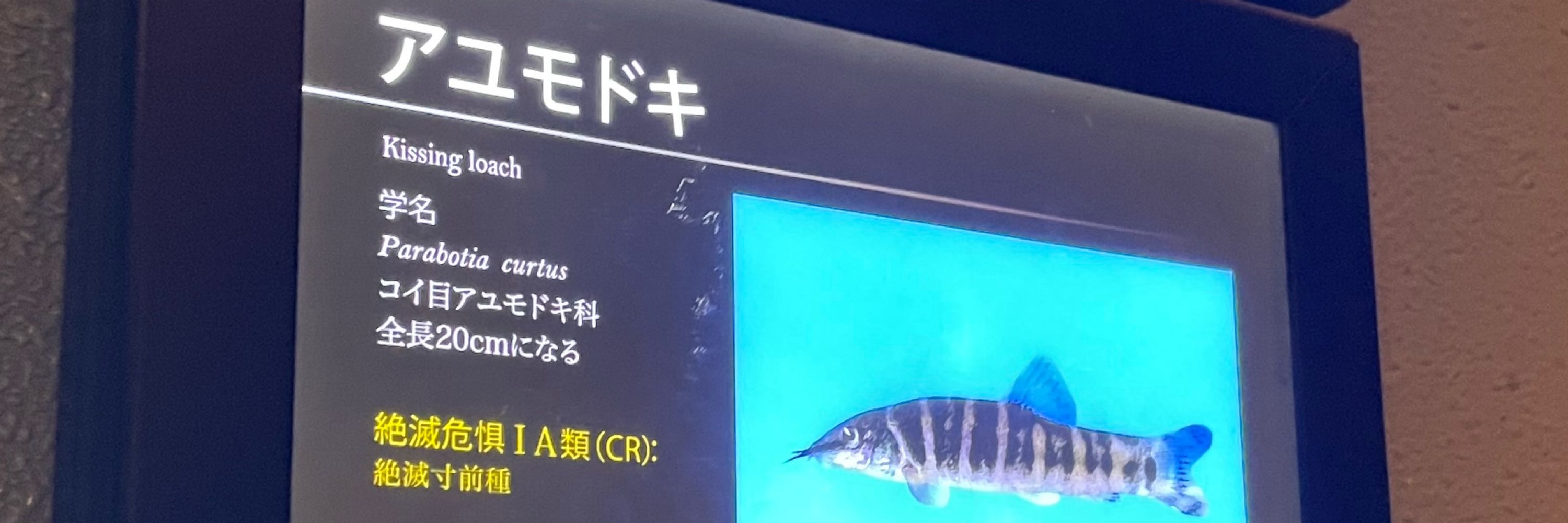 魚占