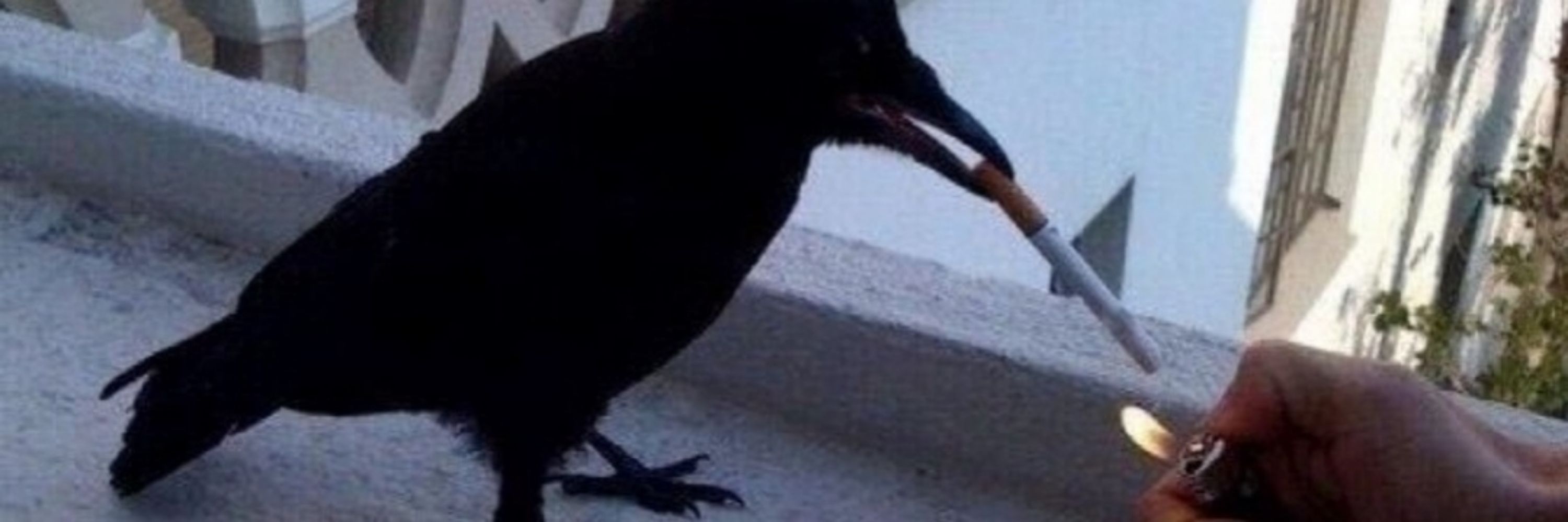sammy 🐦‍⬛💤