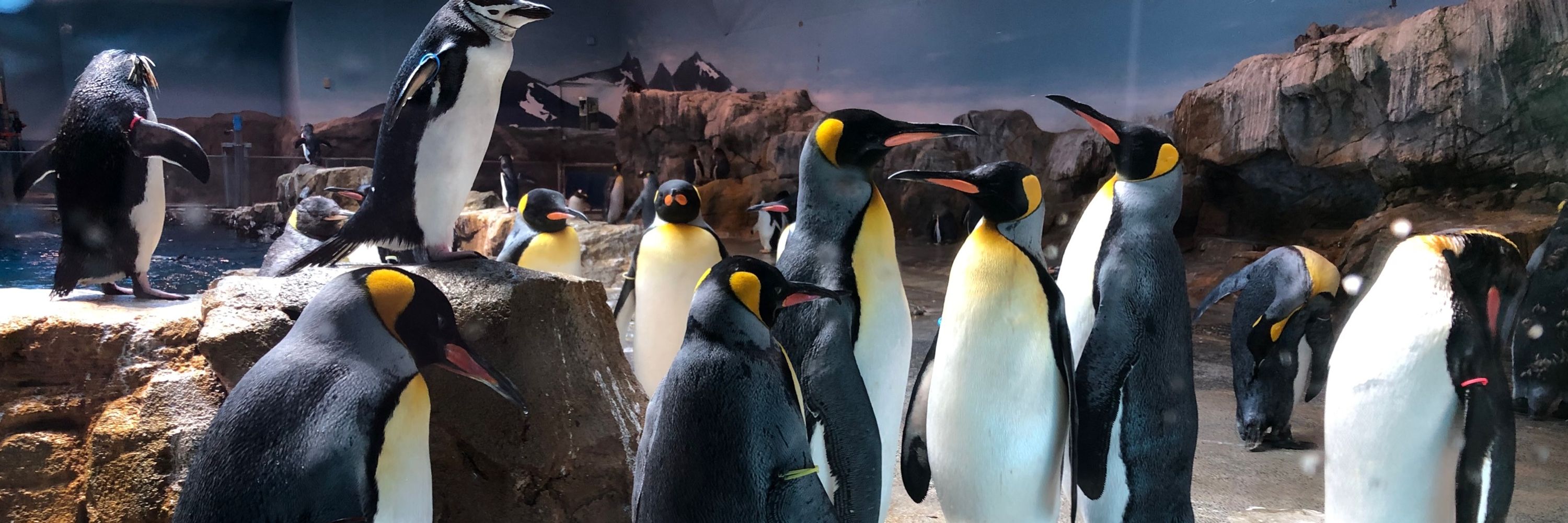 サチ🌵🐧