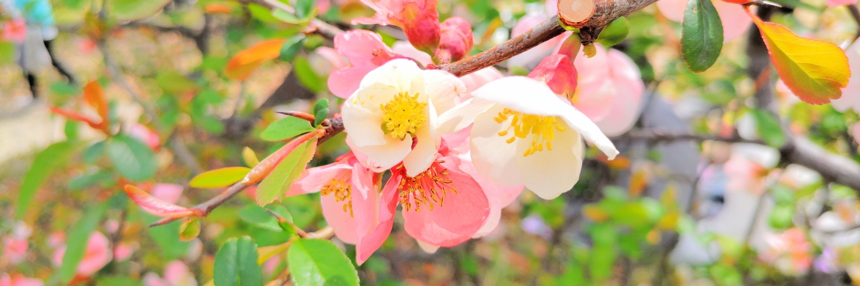 煤杜🌸