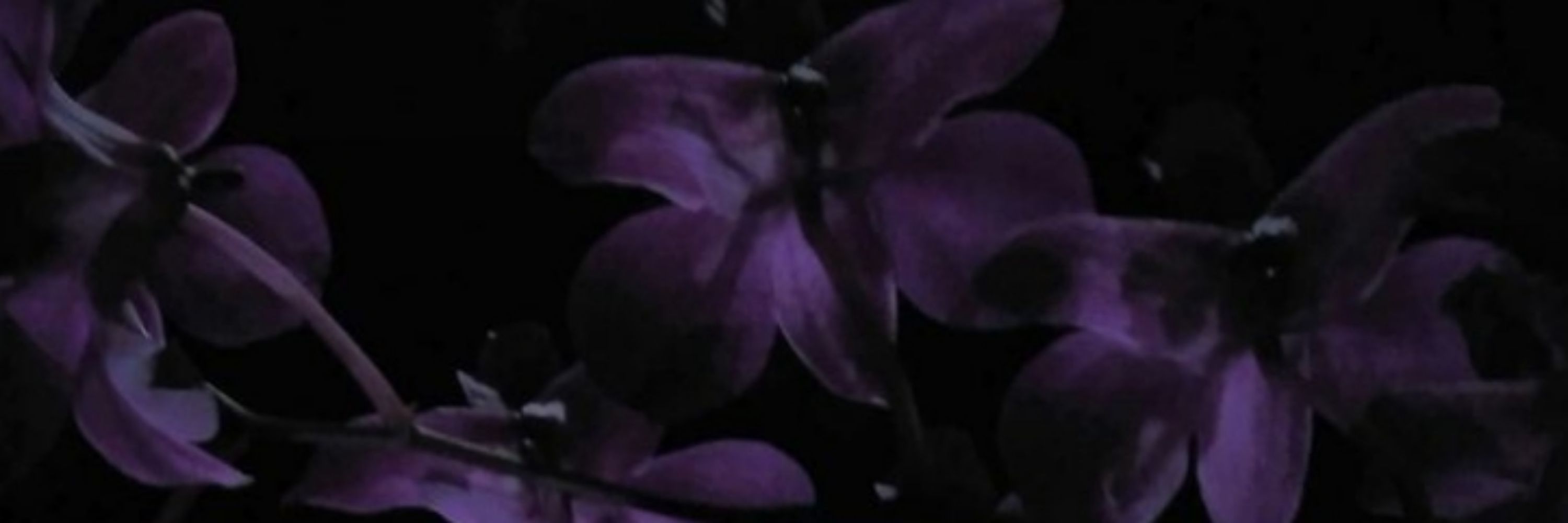 deadly nightshade