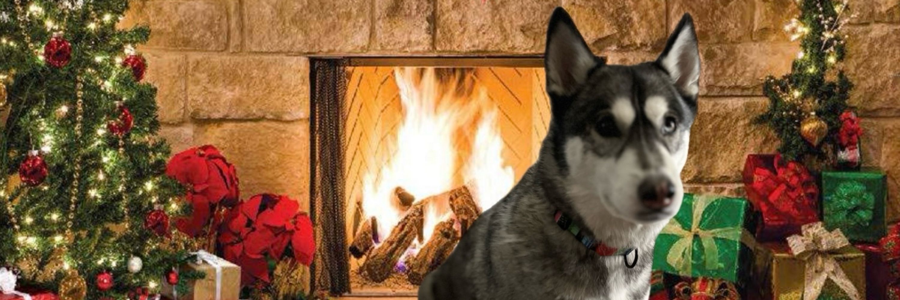 Mika the Rescue Husky