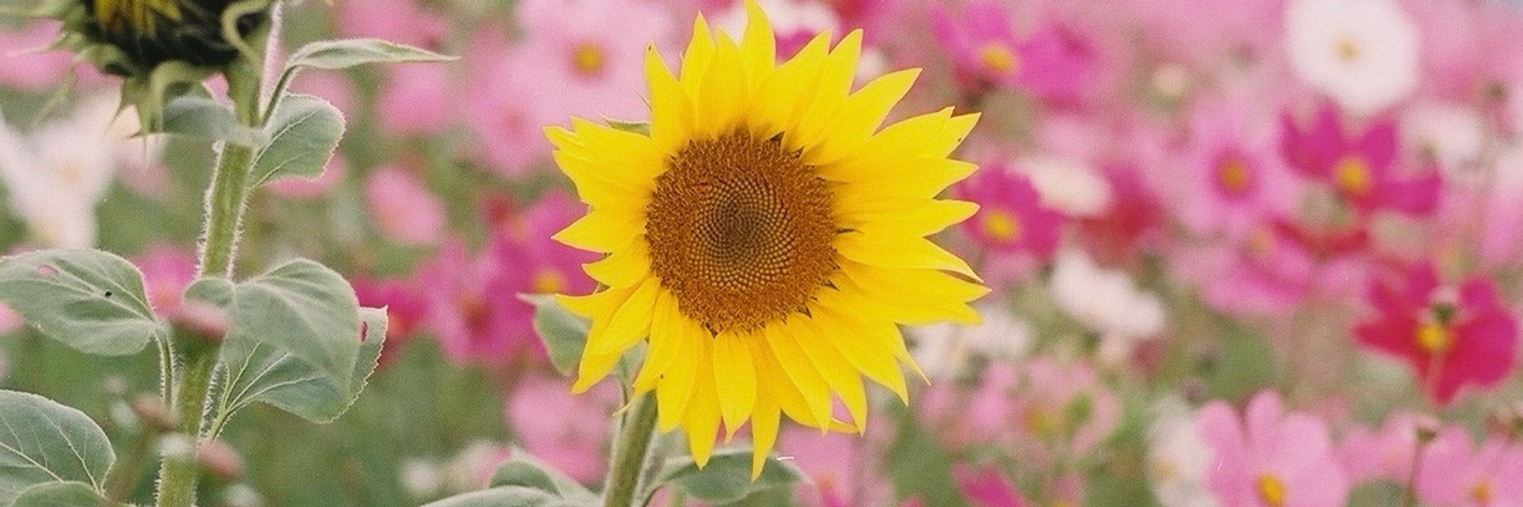 沙夏
