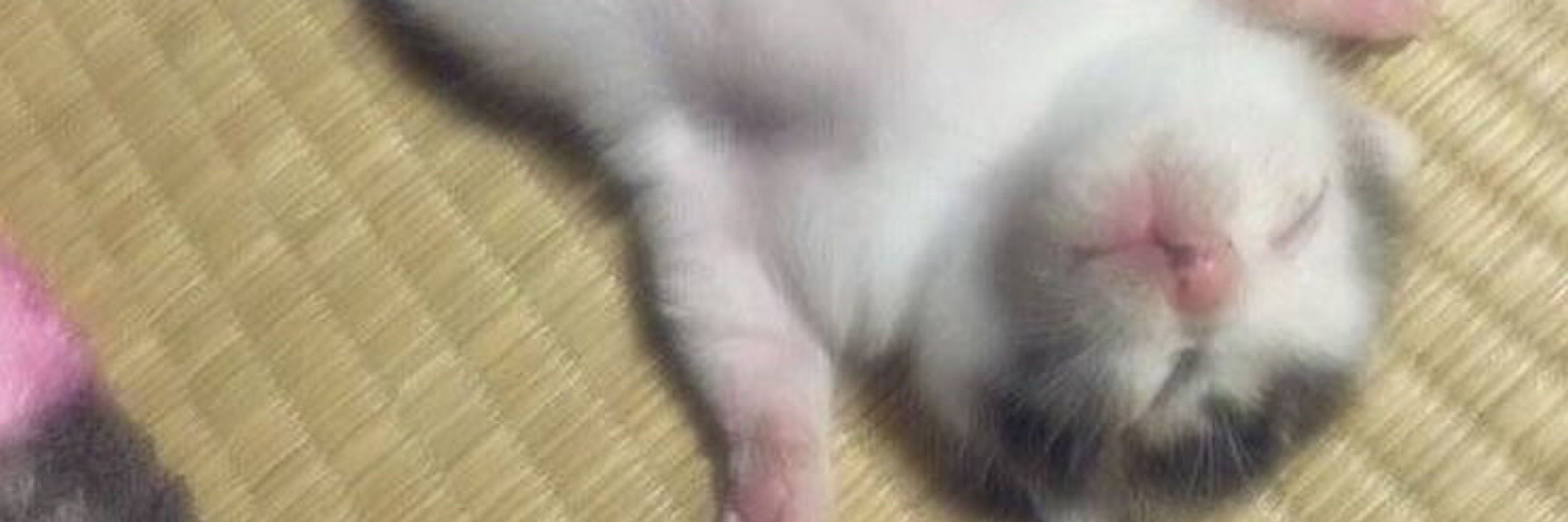 킁킁..
