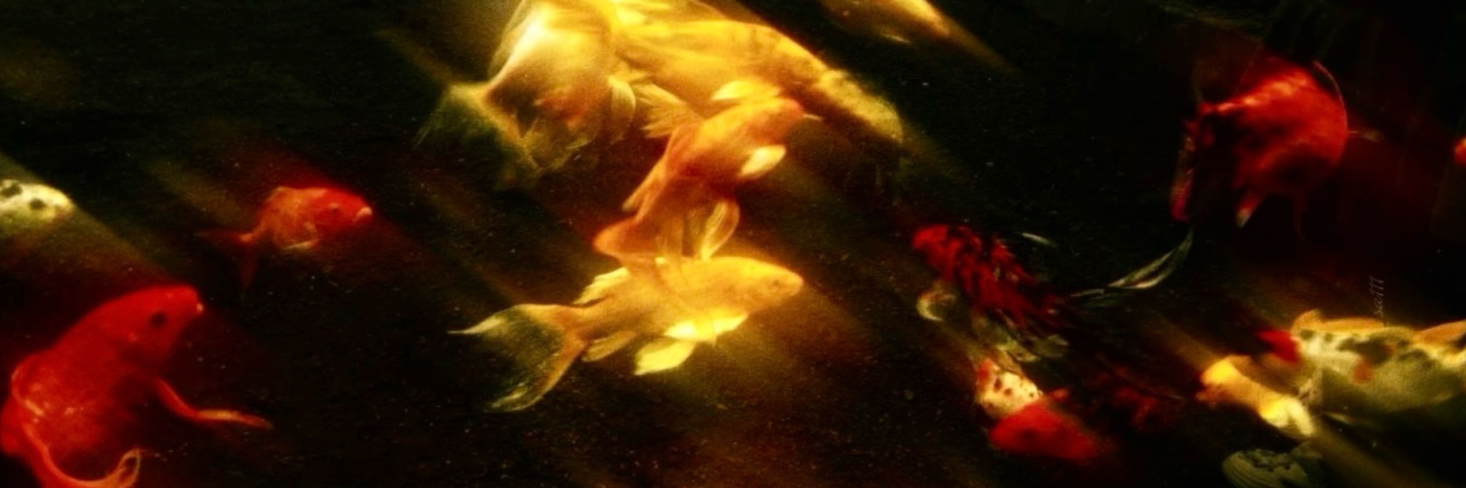 𝘔𝘪𝘢ッ [-7,2/25]