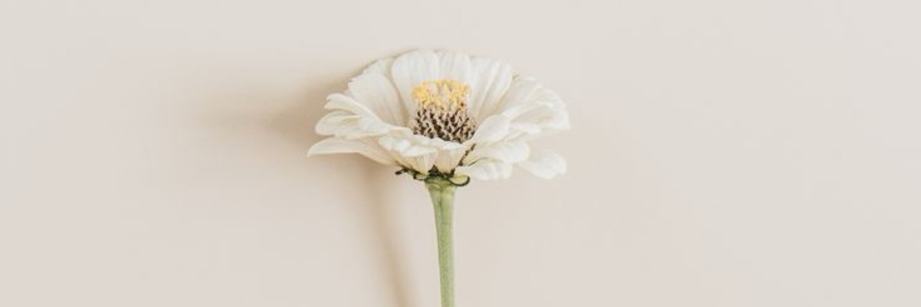 🌻