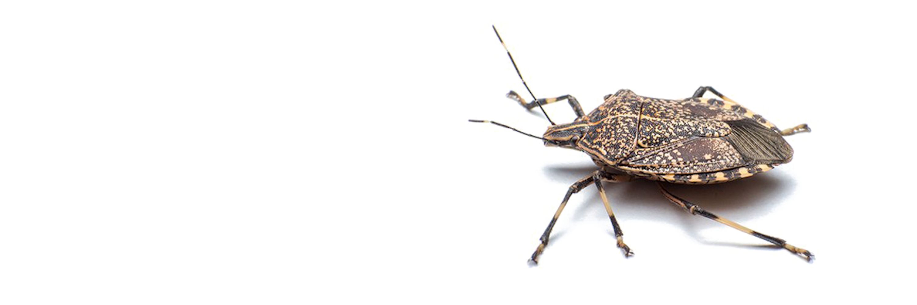 stinkbug 🪲🪲🪲🪲