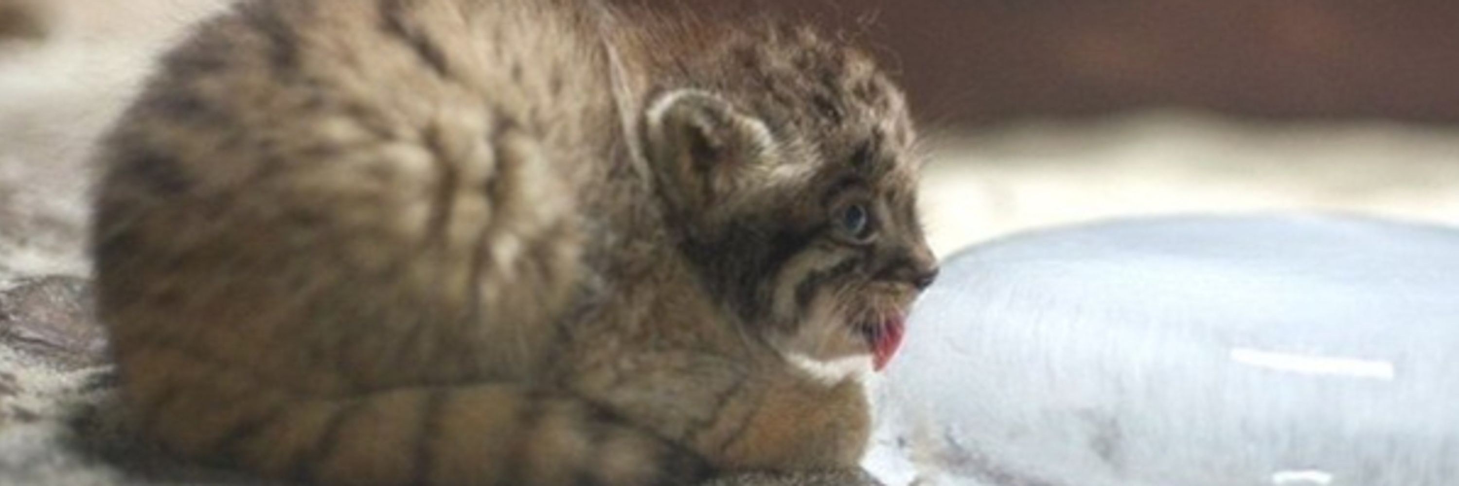 Daily manul pictures