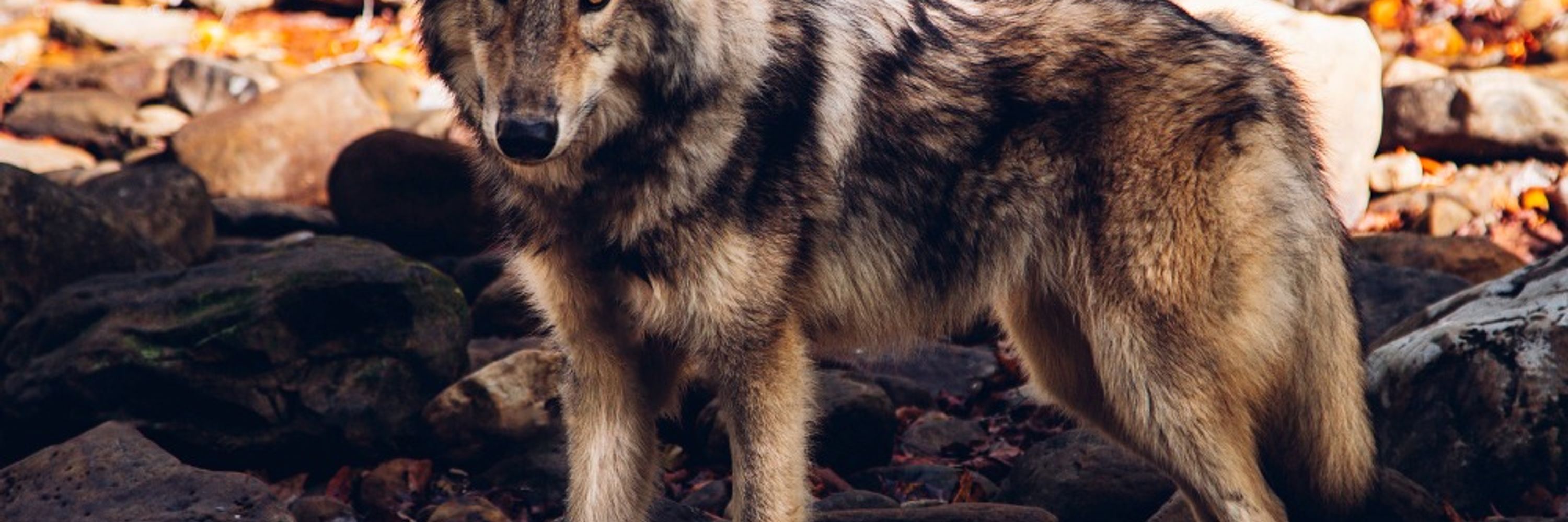 Wildefell Wolves