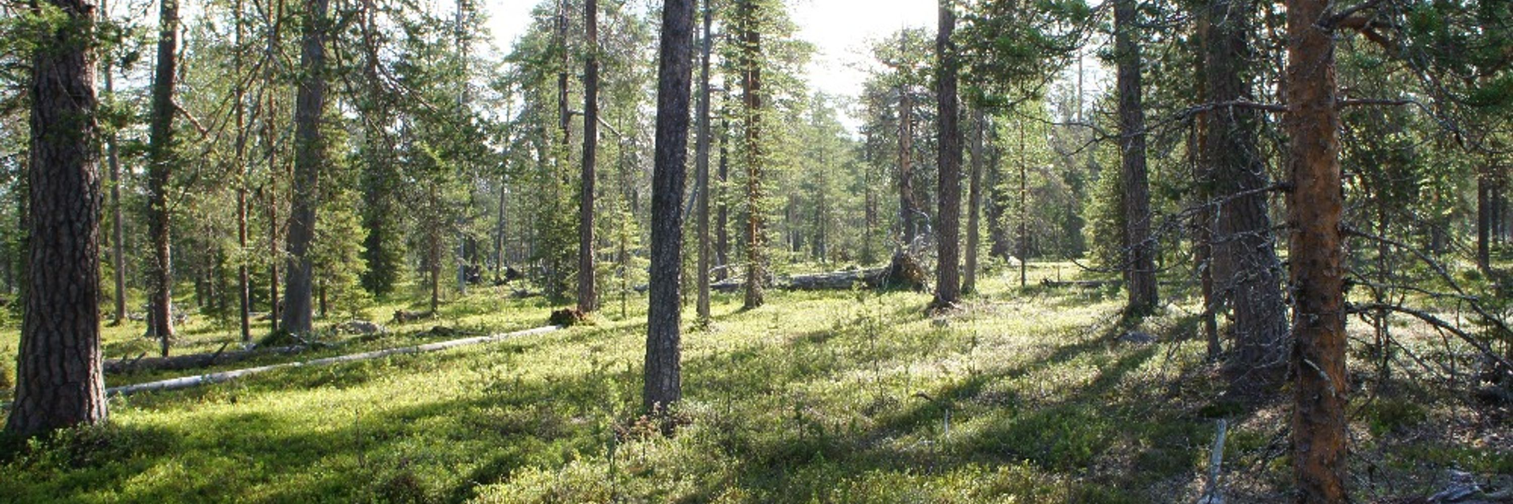 Mikael Karlsson