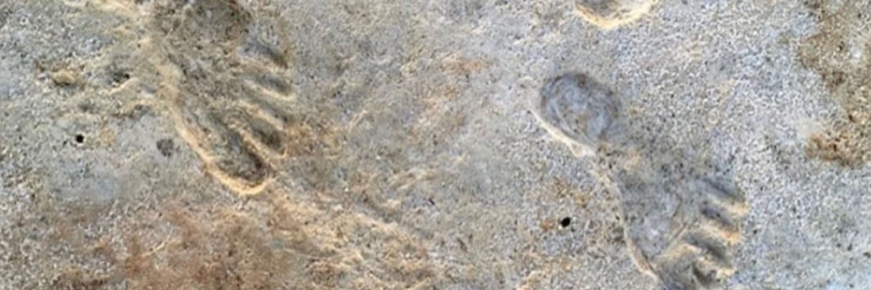 Human Evolution and Prehistory