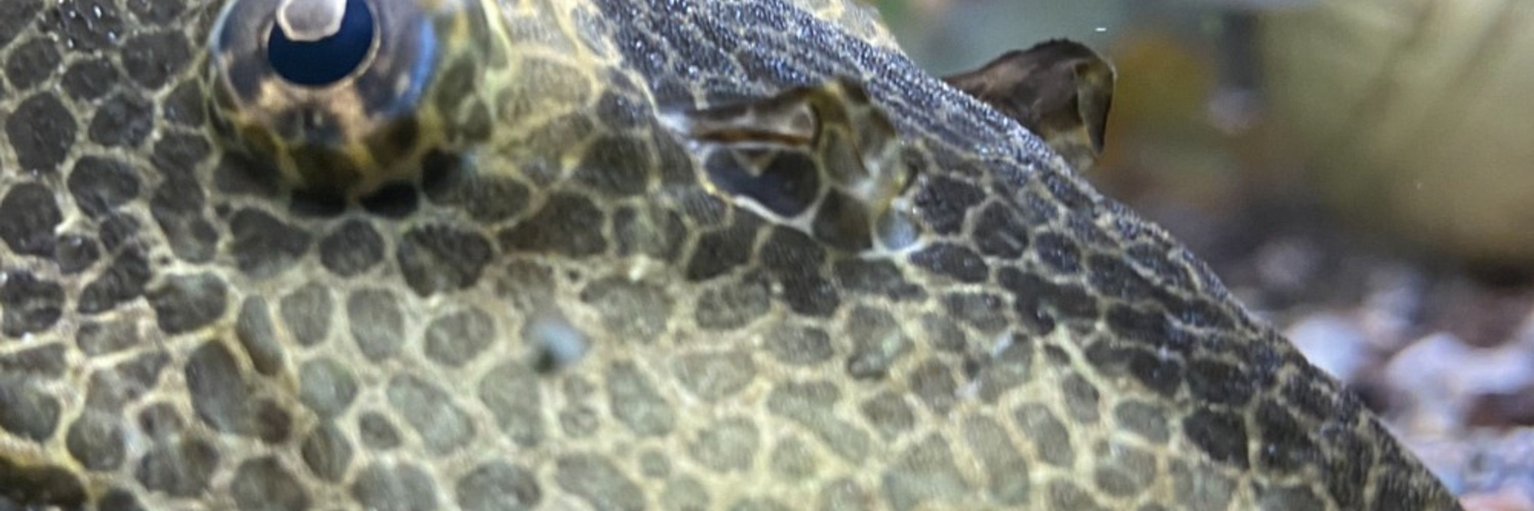 Scorn