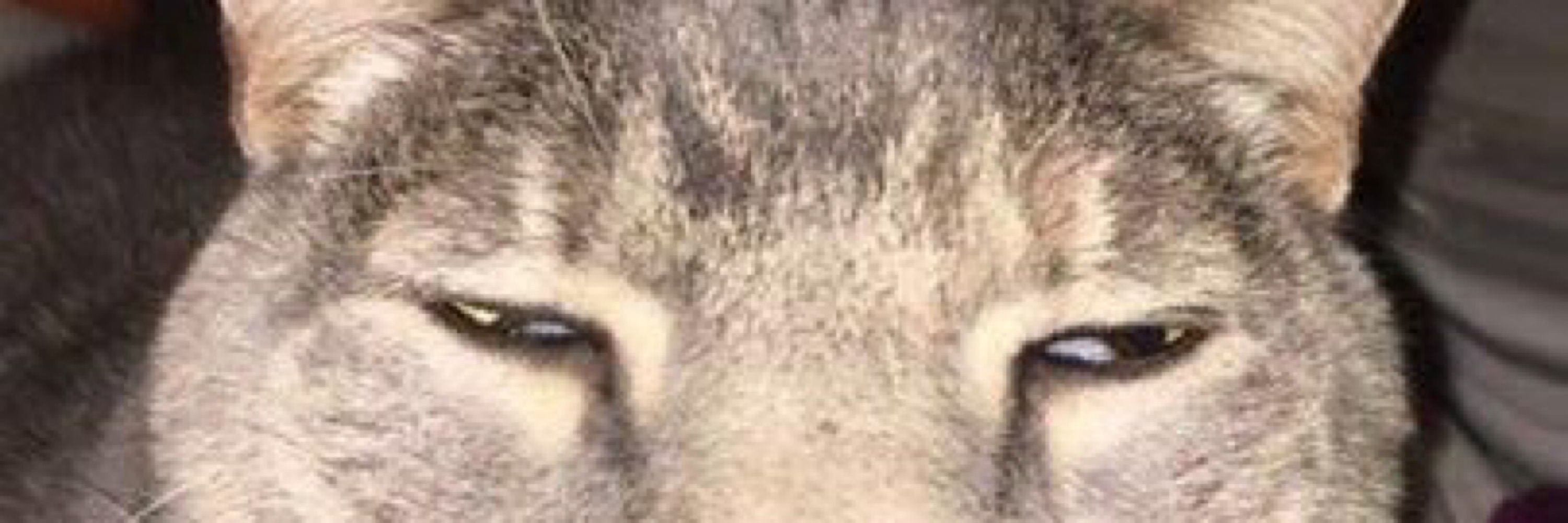 Bri