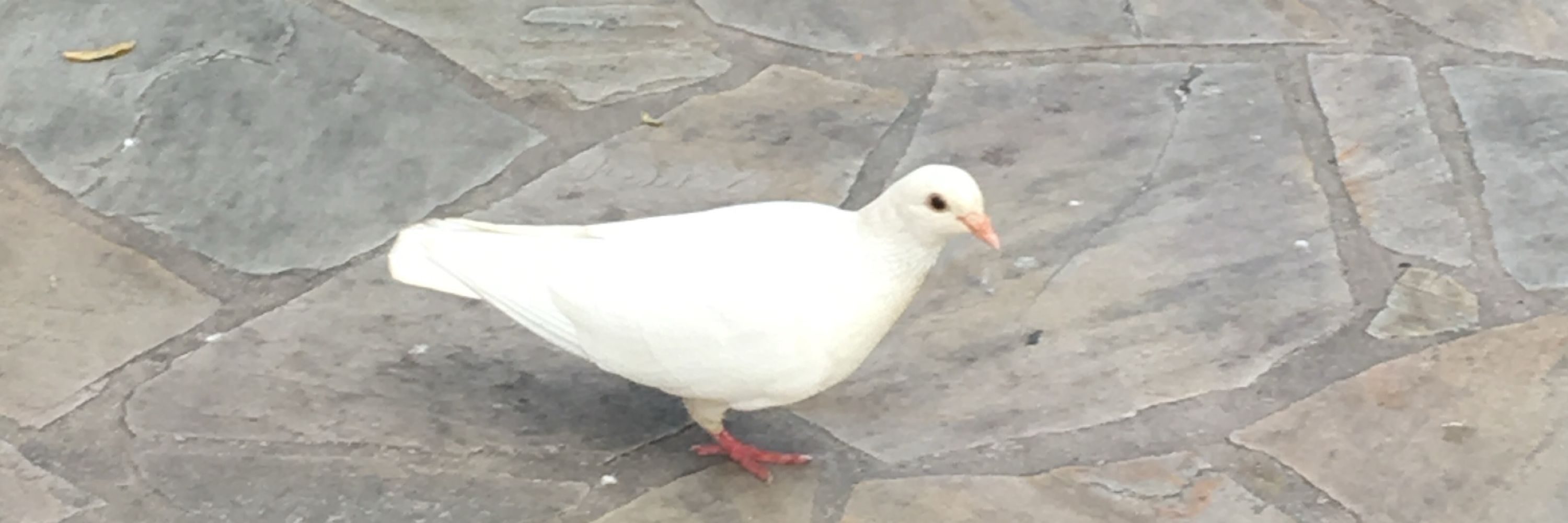 Coq
