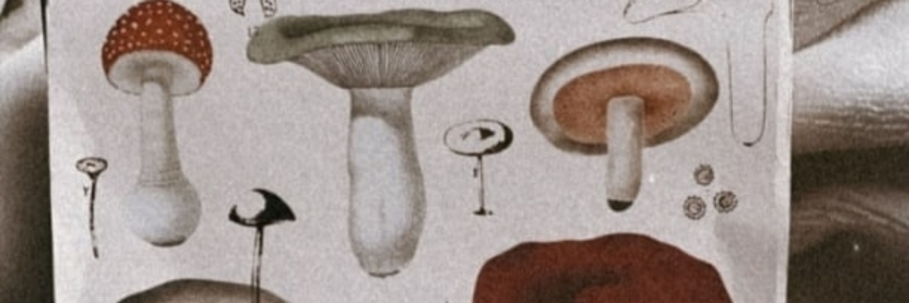 danko (baɦ)