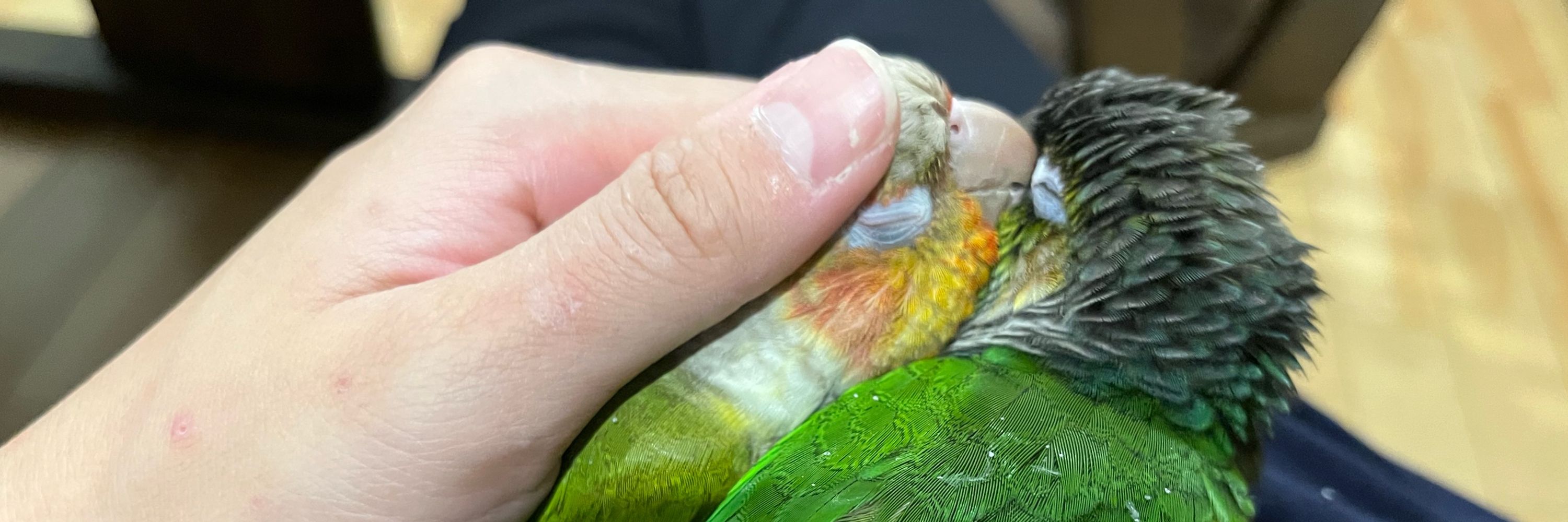 aksおろし和え