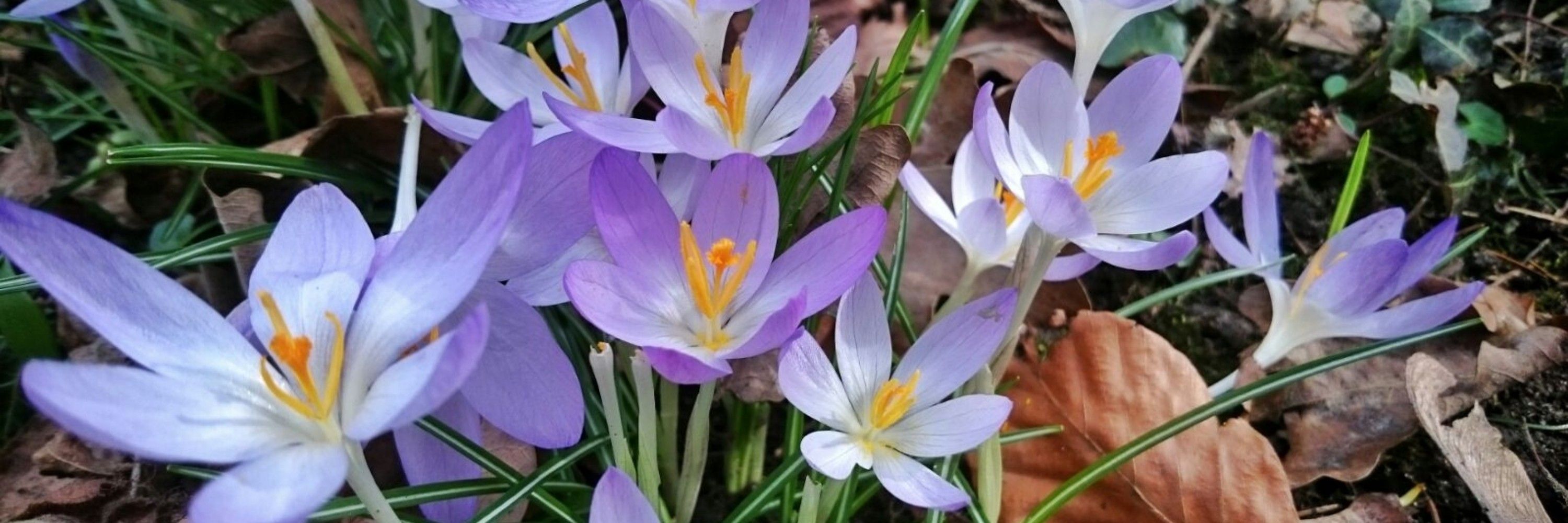 Birgit
