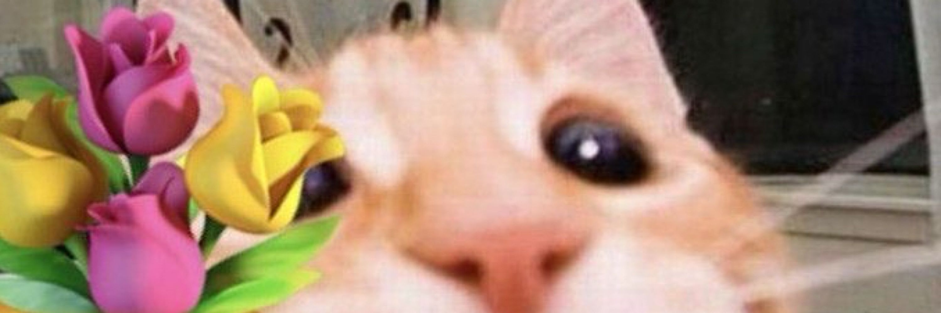 Lala 💐