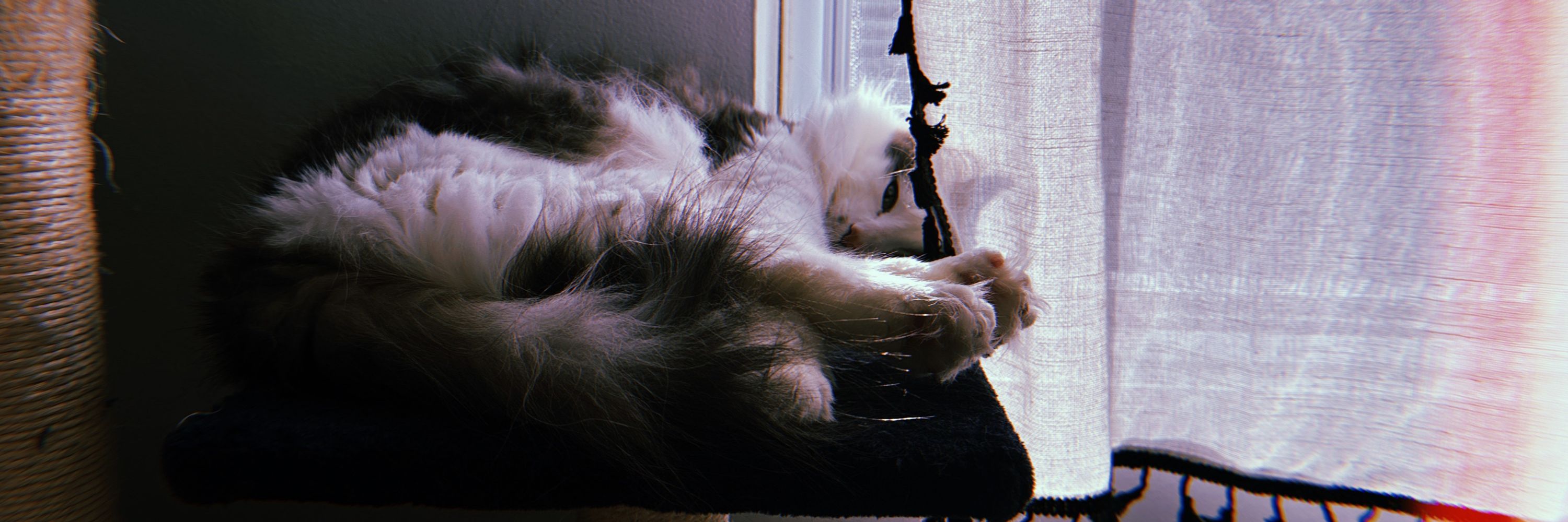 green bean jean