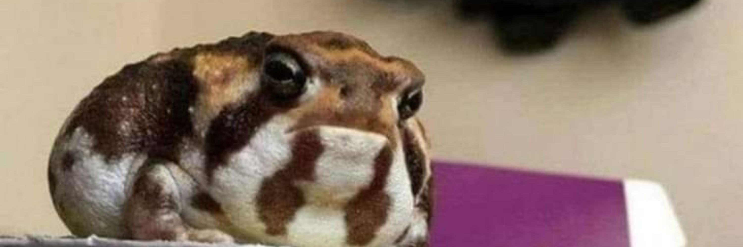 Pacotão de picolé