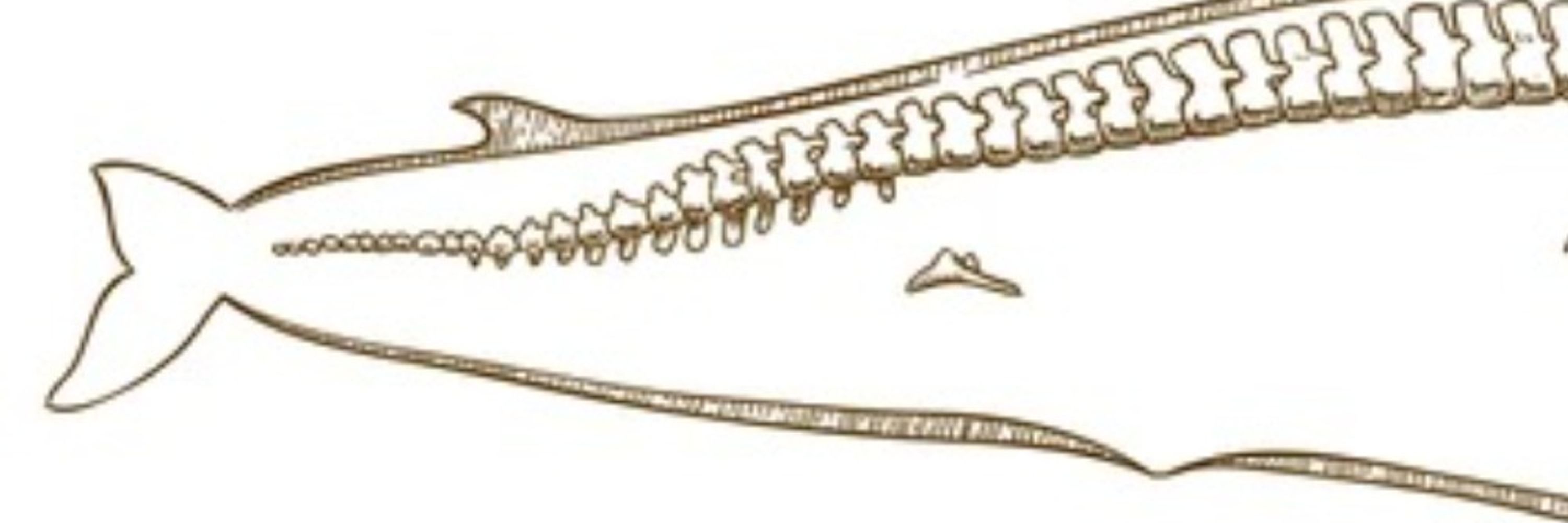 Skrimshander