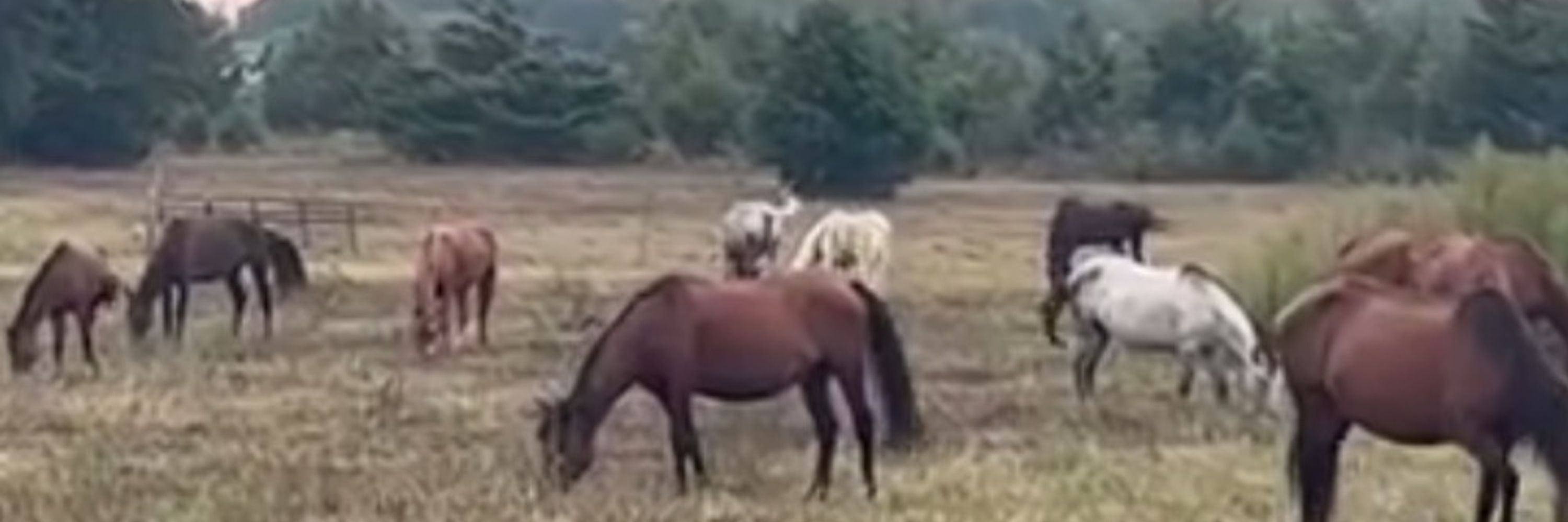 SalvationWildMustangSanctuary 