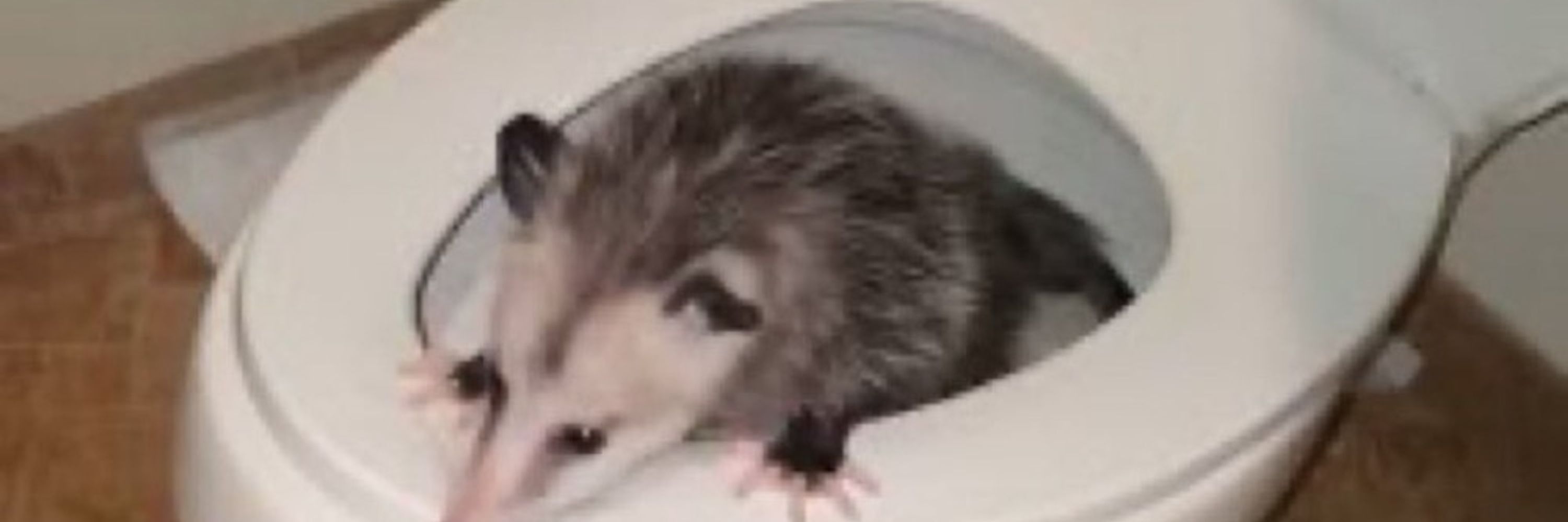 Kurry McFlurry