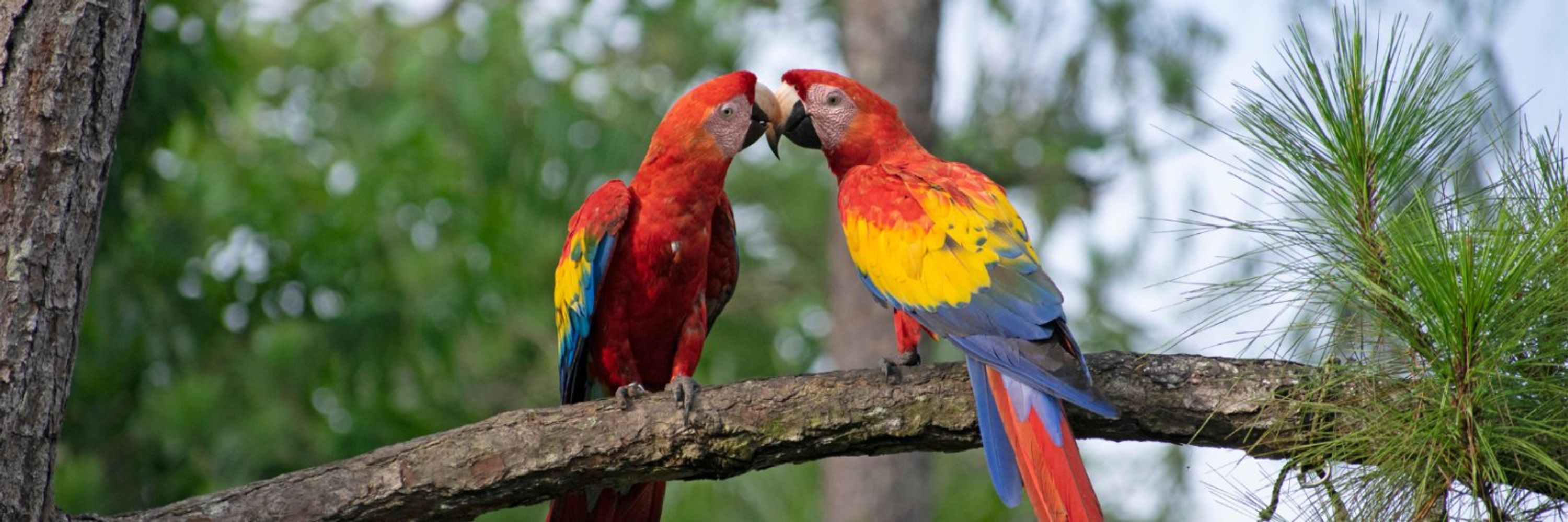 WCS Mesoamérica y el Caribe