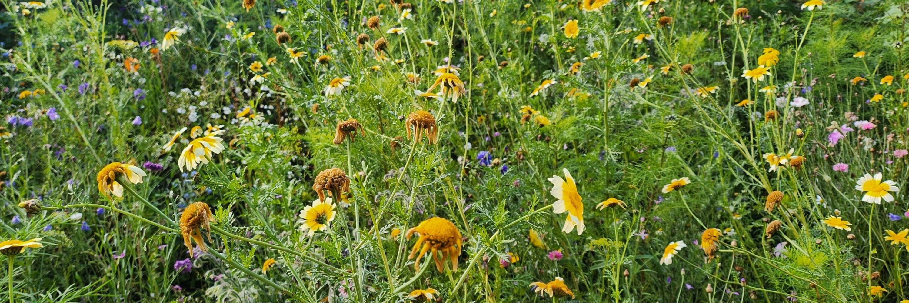 Wild Flowers and Ale