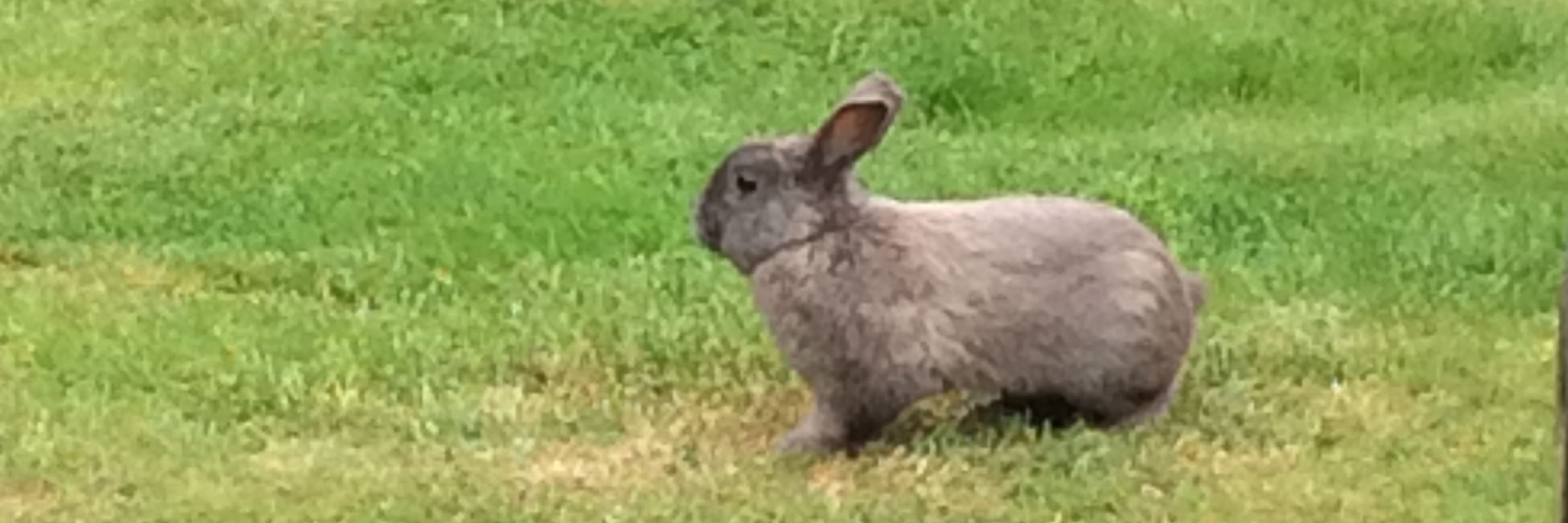 Lapin III