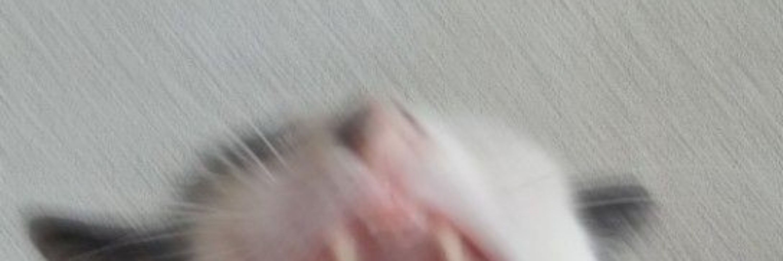 Sapo