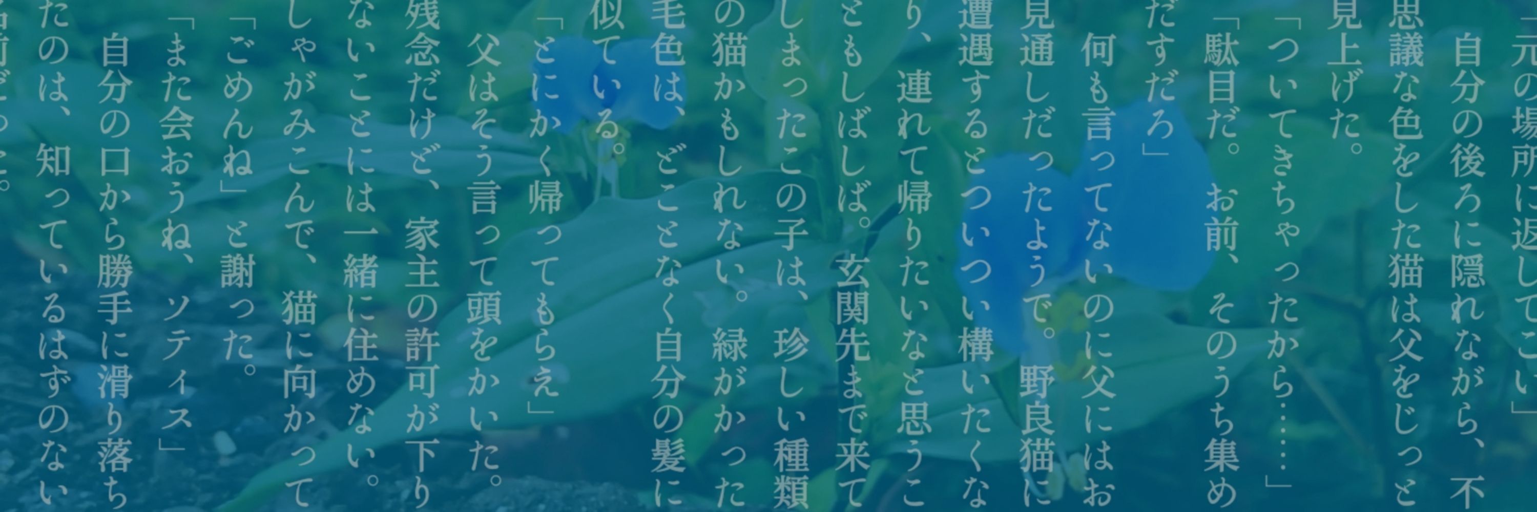 蒼木 晃琴