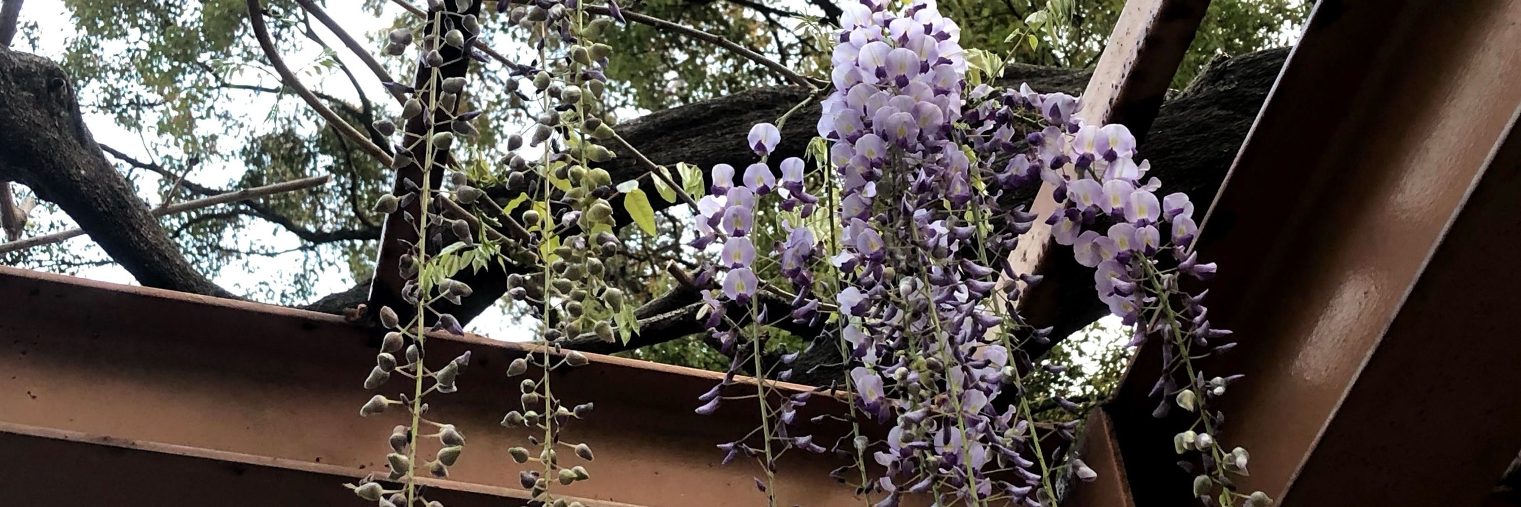 藤御前