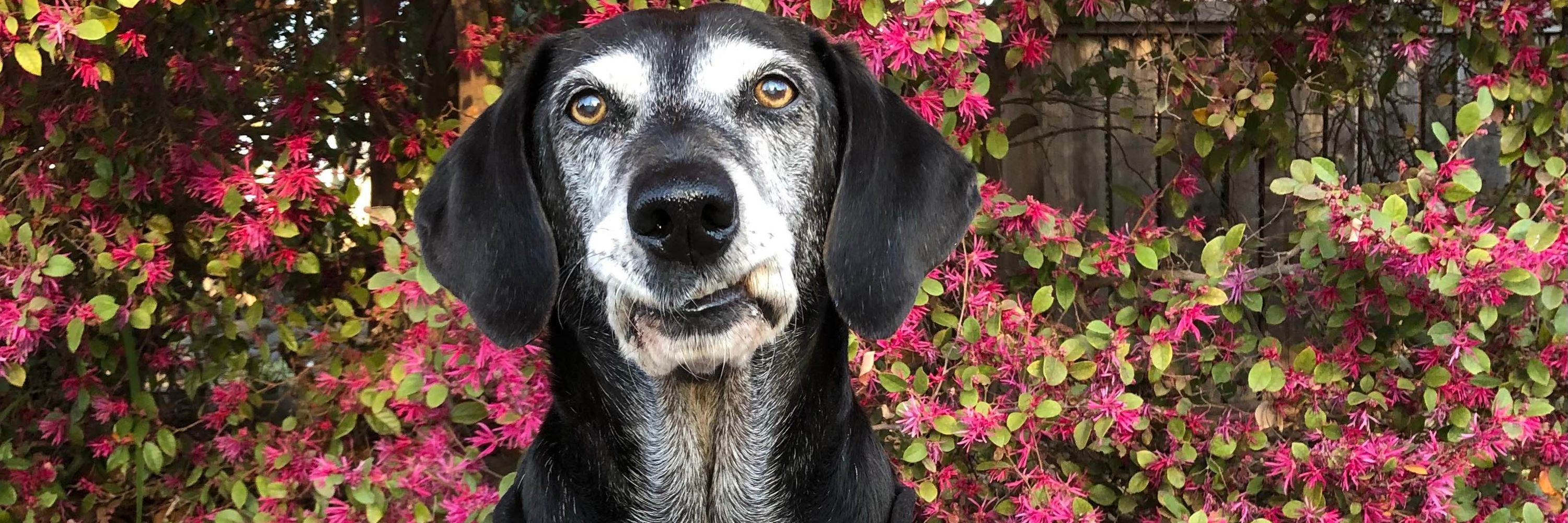 Maggie