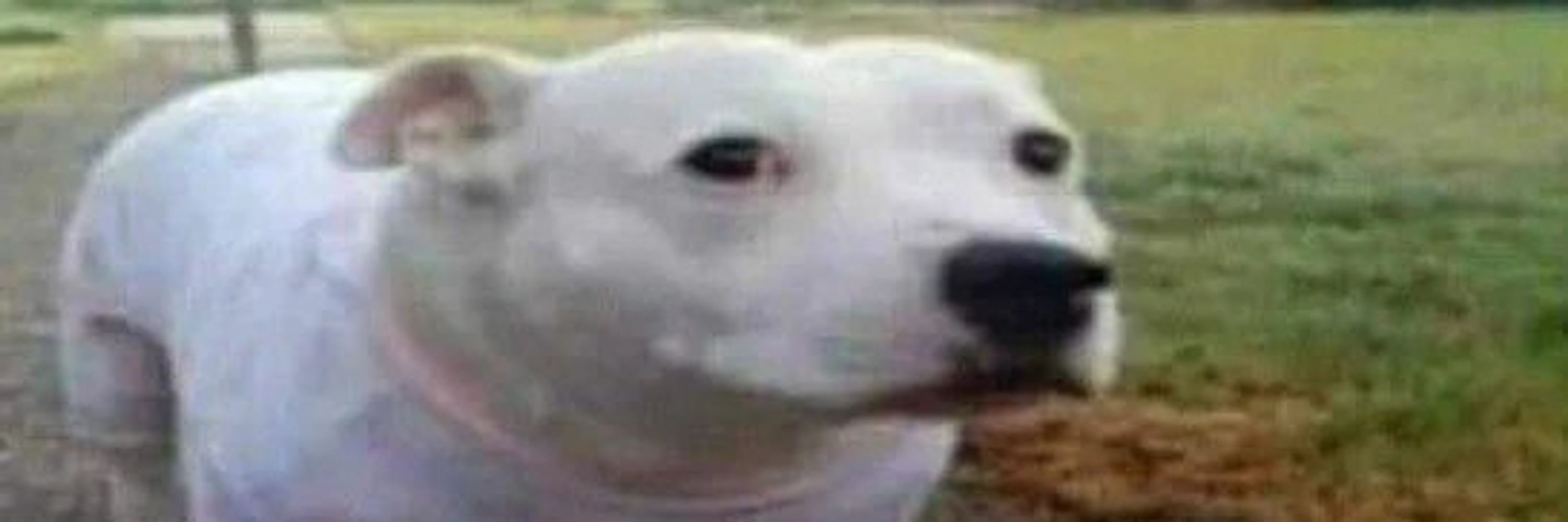Totinho