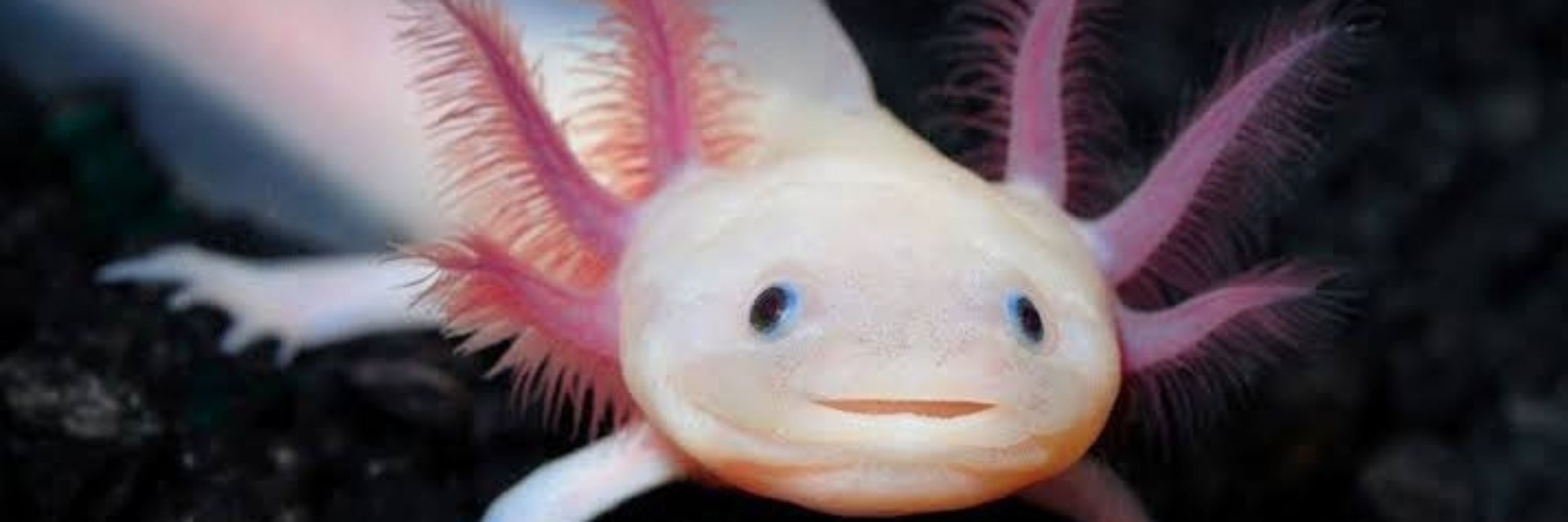 kadiky