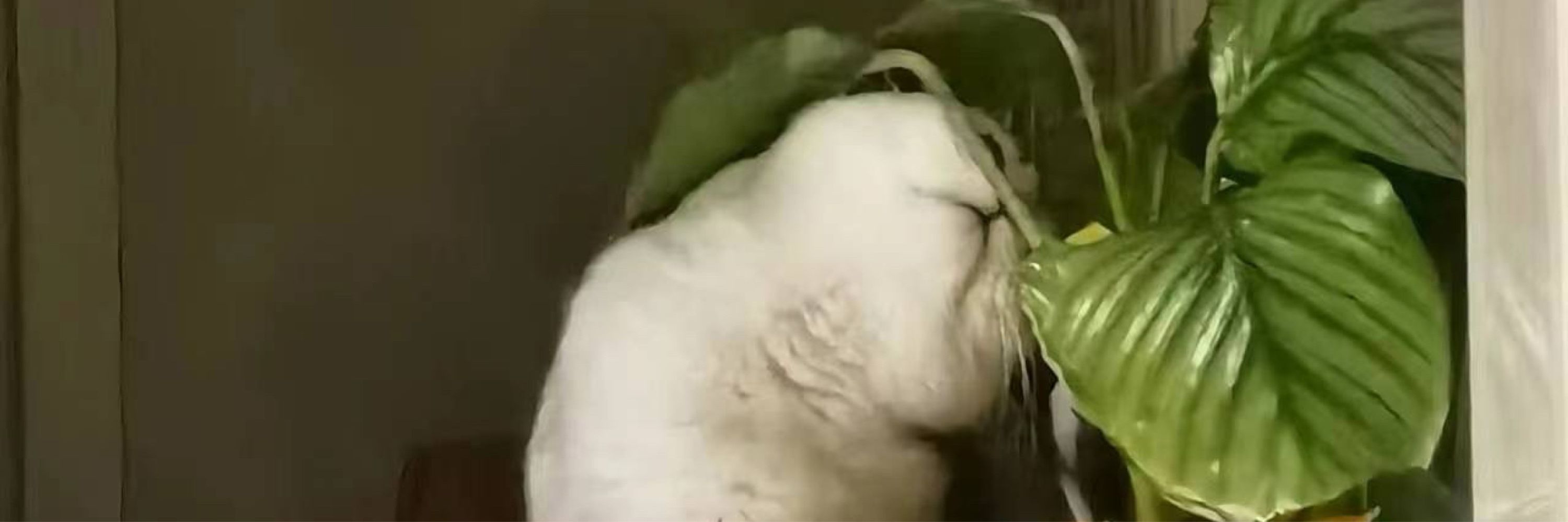 小鱼