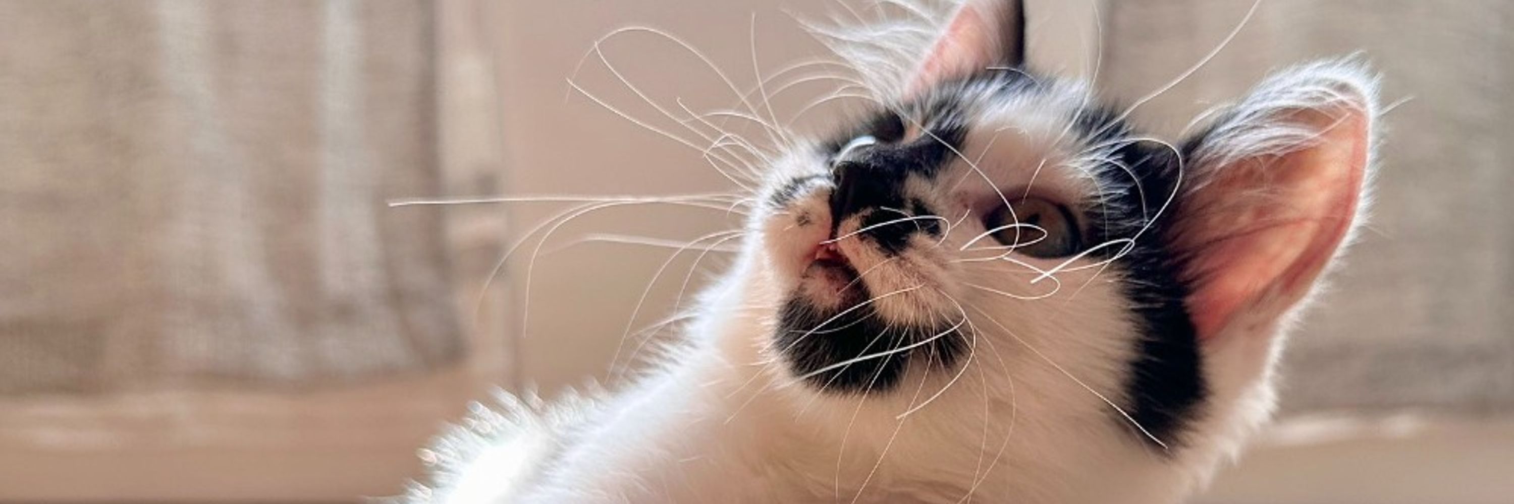 Semka The Kitty
